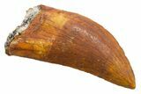 Serrated, Carcharodontosaurus Tooth - Real Dinosaur Tooth #351646-1